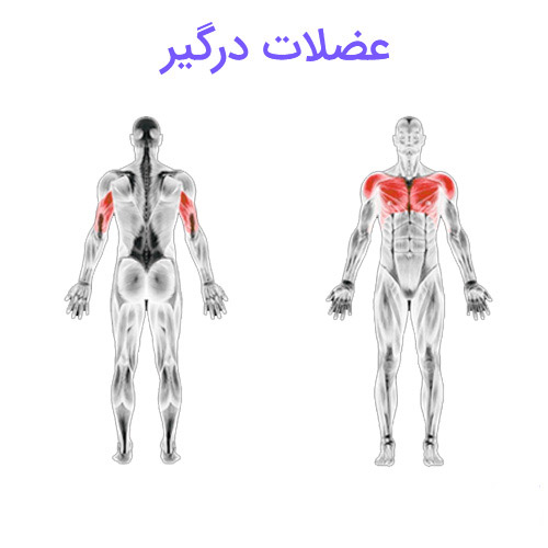 پرس سینه دمبل 4 پرس سینه دمبل