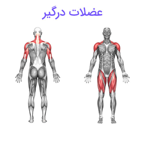 پرس سرشانه هالتر از جلو 4 پرس سرشانه هالتر از جلو