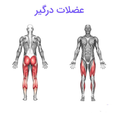 سومو اسکوات هالتر 4 سومو اسکوات هالتر