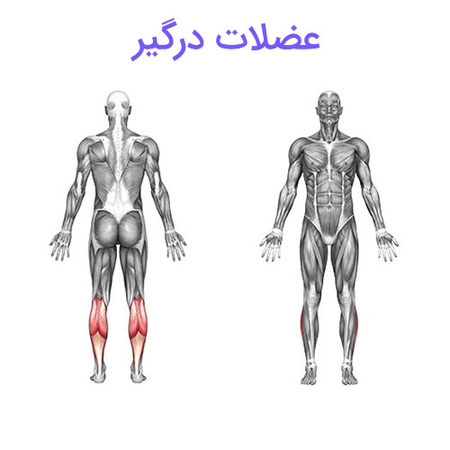 ساق پا نشسته دستگاه 4 ساق پا نشسته دستگاه