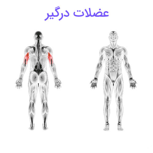 پشت بازو جفت دست دمبل نشسته 4 پشت بازو جفت دست دمبل نشسته