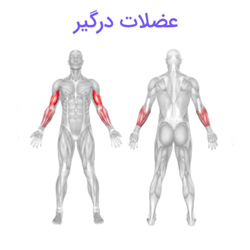 جلو بازو لاری تک دست 4 جلو بازو لاری تک دست