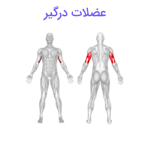 پشت بازو دیپ روی زمین 4 پشت بازو دیپ روی زمین