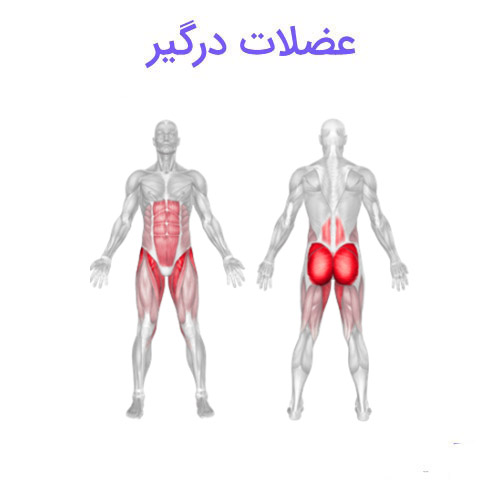 فیله کمر دستگاه چرخشی 